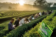 疫情阴霾下的茶业曙光，茶叶补贴申请全攻略与政策解读