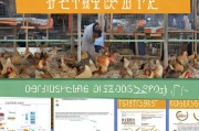 养鸡补贴申请全攻略，从政策解读到实操流程，助你养殖增收
