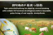 新疆畜牧良种补贴申请指南，政策红利精准滴灌，助力现代畜牧业高质量发展