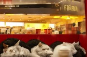 武汉麦当劳猫窝，便捷的美食体验