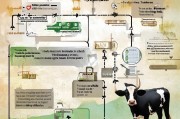 肉牛补贴申请全攻略，政策解读、流程指南与注意事项