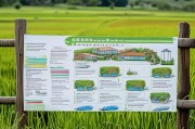 政策赋能稻渔共生，稻田养鱼补贴申请指南与实施路径