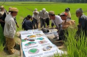 水稻养殖补贴申请，政策解读、操作指南与注意事项