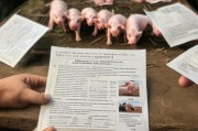 养猪多少头才能申请补贴？政策解读与申请指南