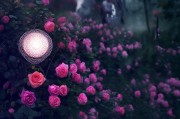 节气探秘，蔷薇之心如何领取？