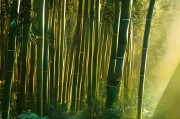 解读文竹，这片神秘土地的自然馈赠